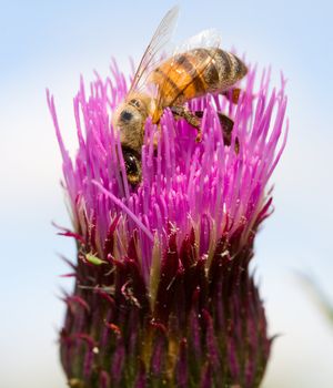bee on clover flower collects nectar