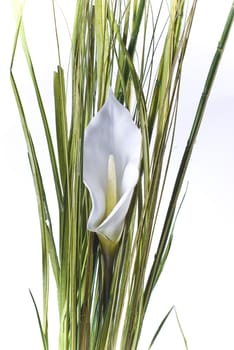 White lilies on white background