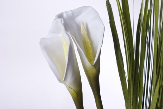 White lilies on white background