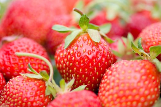 close-up of ripe strawberries with shalow depth of view