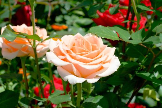 close-up rose in garden