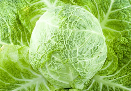 a piece of green cabbage - vegetable - detail