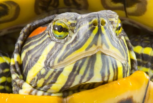 head and face of a turtle - Pseudemys scripta elegans - close up