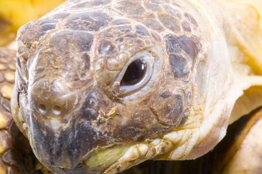 head and face of a tortoise - Testudo horsfieldi - on the white background - close up