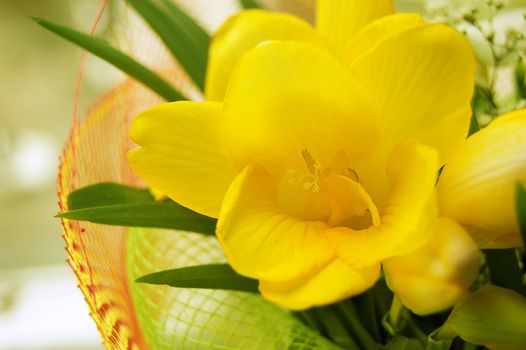 Bouquet of some yellow freesias
