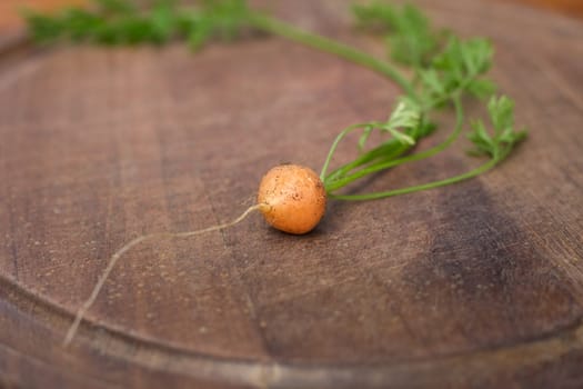 baby carrot on a chopping board, shallow DOF, focus on carrot