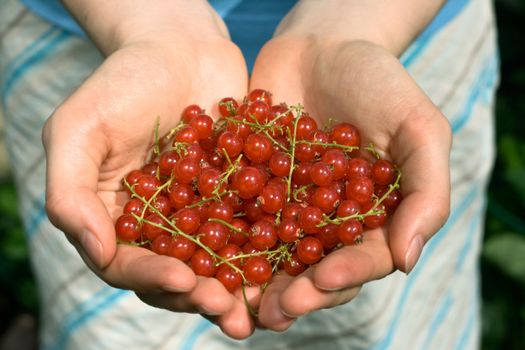 hands full of red currant berries, shallow DOF