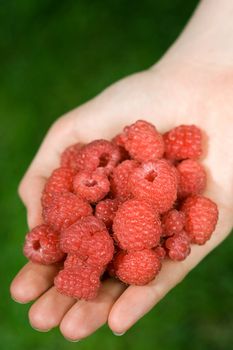 hand full of raspberries, shallow DOF