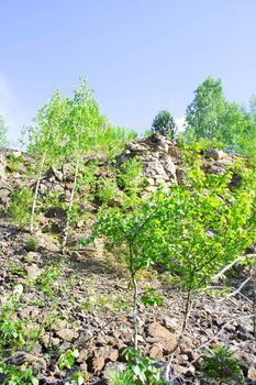 Summer landscape. Trees on hills of the Ural mountains with stony soil