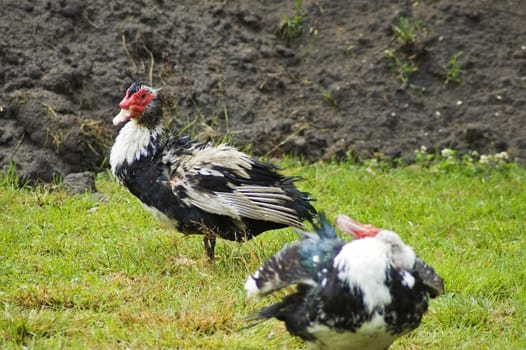 Domestic fowl on polish farm.