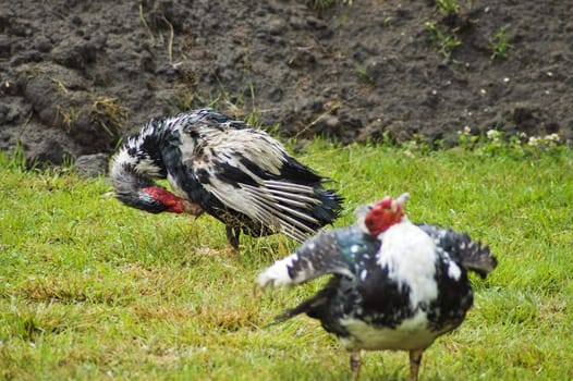 Domestic fowl on polish farm.