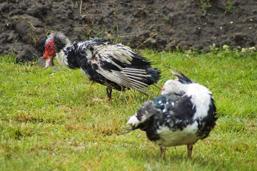 Domestic fowl on polish farm.