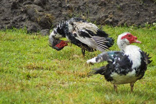 Domestic fowl on polish farm.