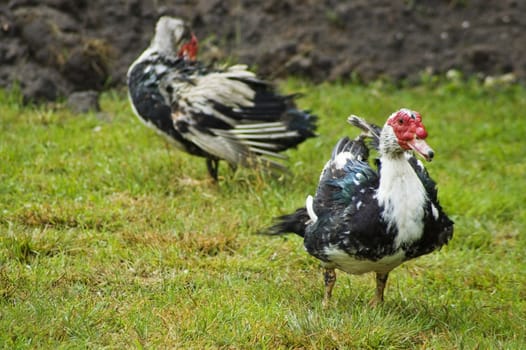 Domestic fowl on polish farm.