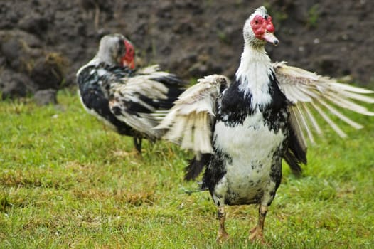 Domestic fowl on polish farm.