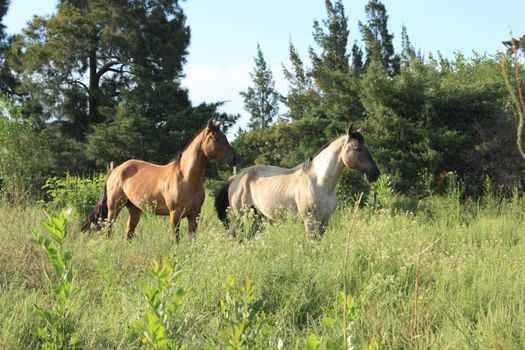 Brown and white horses in nature