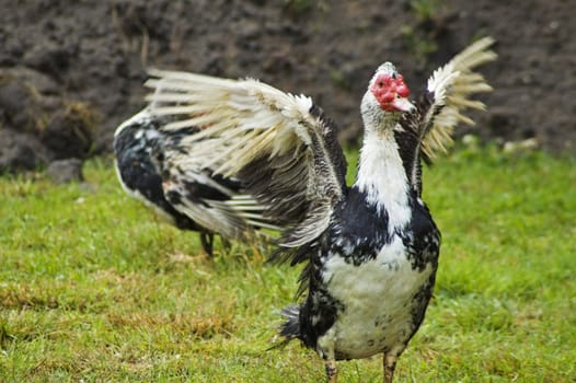 Domestic fowl on polish farm.