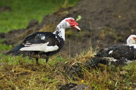 Domestic fowl on polish farm.