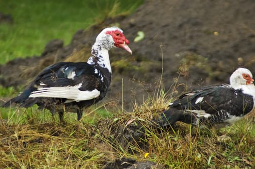 Domestic fowl on polish farm.