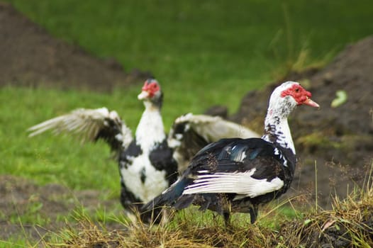 Domestic fowl on polish farm.