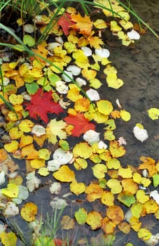Fallen red and yellow leaves in water