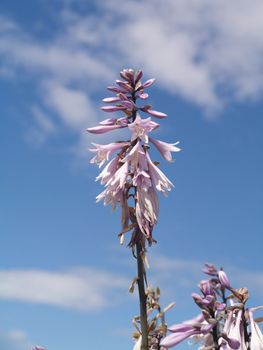 garden flower and sky