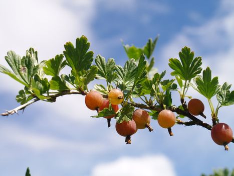 red gooseberries