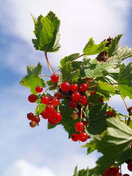 red currant on branch