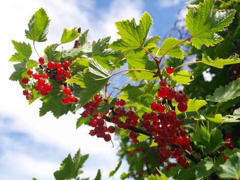 red currant berries