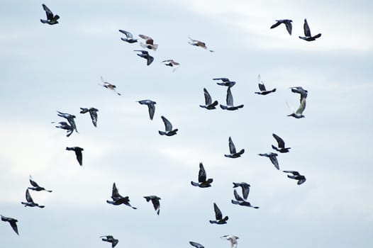 Flying pigeon over polish village.