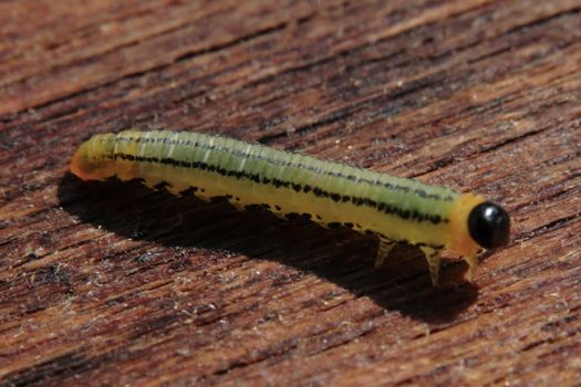 a caterpillar crawling along a grainy timber