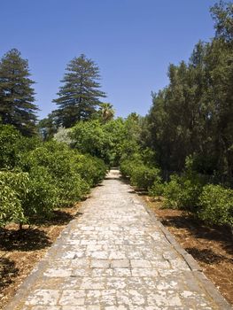 A flagstone pathway through an orchard in Malta