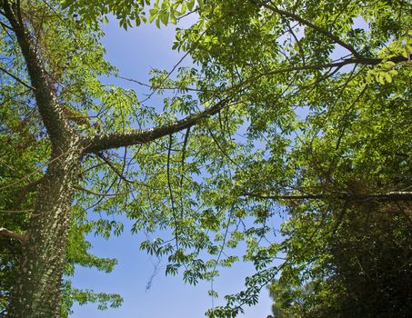 Vivid forest foliage agaist a clear blue sky