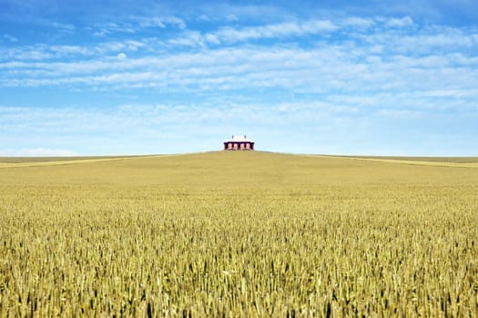 old house in the middle of a field of wheat