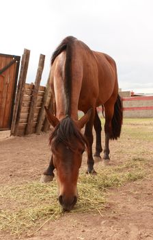 Brown Horse eating