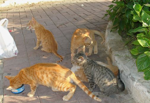  Wild cats on the streets of Sousse                               