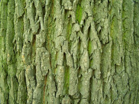 Close up of the oak bark texture