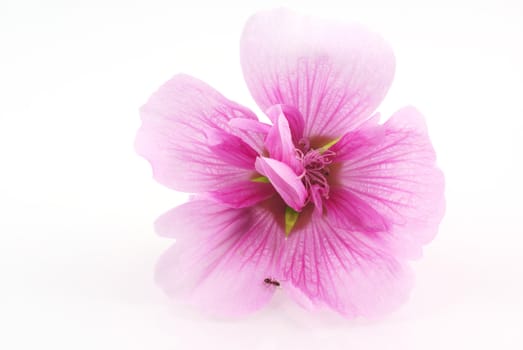 Little ant on a pink hollyhock, isolated on white.