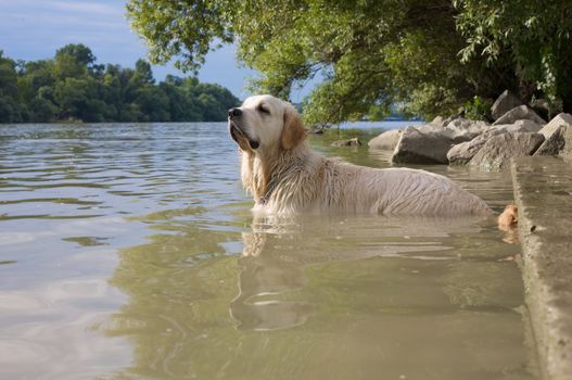 A beautiful golden retriever in the Danube.