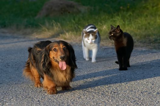 Snapshot of a dog and cats.