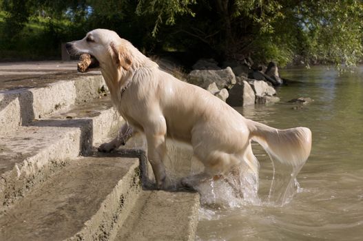 A golden retriever coming out from the Danube.