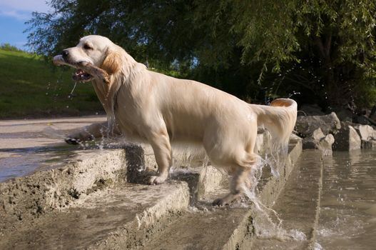 A golden retriever holding a stick in his mouth.