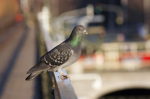 Humorous shot of the dove - keeper of the city traffic - supervise