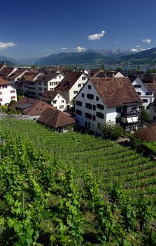 Vineyard in Rapperswil, Switzerland with a view of the Alps and the lake Zurich in the distance.
