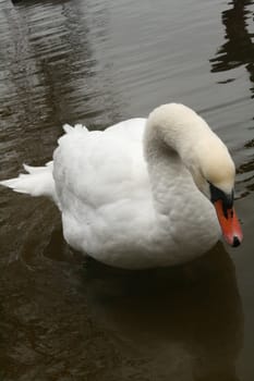 swimming swan
