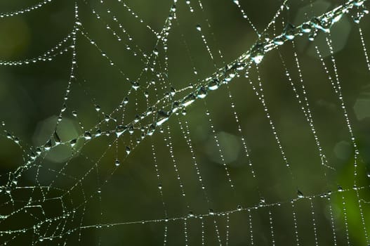 Close-up of the spider web with glistening dewdrops