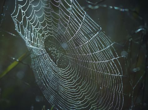 Close-up of the spider web wet with dew