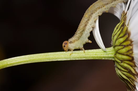 Macro - caterpillar eating the petals of daisy