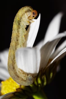 Macro - caterpillar eating the petals of daisy