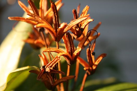 pretty, rotten garden flower